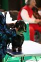 Crufts2011_2 852